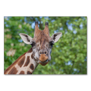 Sweet Curios-Giraffe Kaart