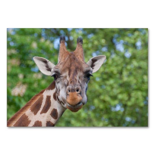 Sweet Curios-Giraffe Kaart (Voorkant)