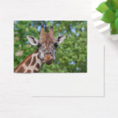 Sweet Curios-Giraffe Visitekaartje (Bureau)