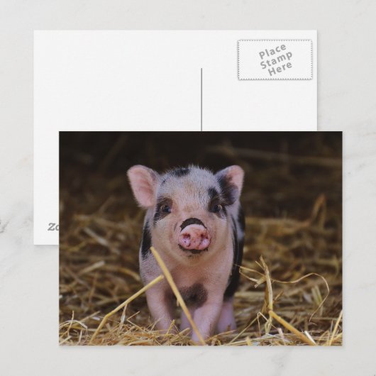 Sweet Cute Pig Briefkaart (Voorkant / Achterkant)
