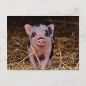 Sweet Cute Pig Briefkaart (Voorkant)