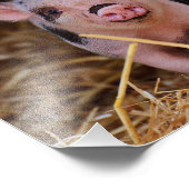 Sweet Cute Pig Foto Afdruk (Hoek)