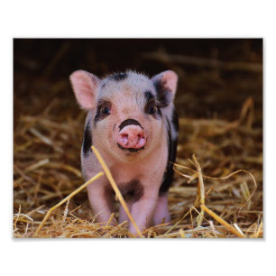 Sweet Cute Pig Foto Afdruk