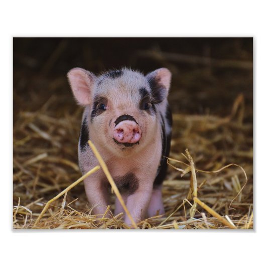 Sweet Cute Pig Foto Afdruk (Voorkant)
