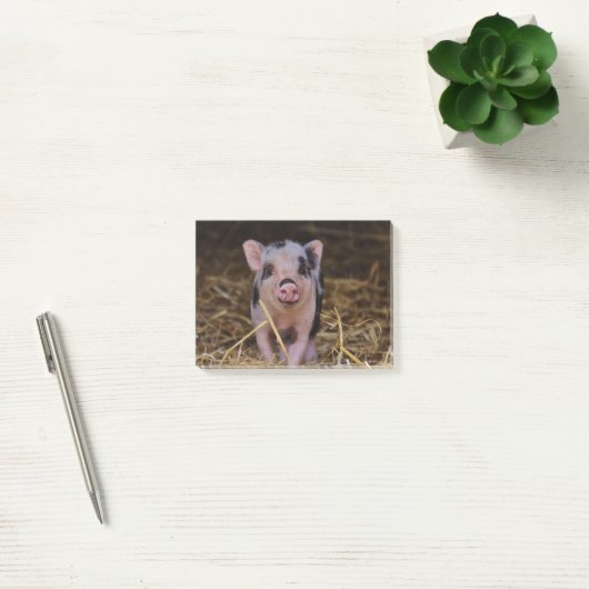 Sweet Cute Pig Post-it® Notes (Kantoor)