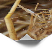 Sweet Cute Pig Poster (Hoek)