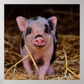 Sweet Cute Pig Poster (Voorkant)