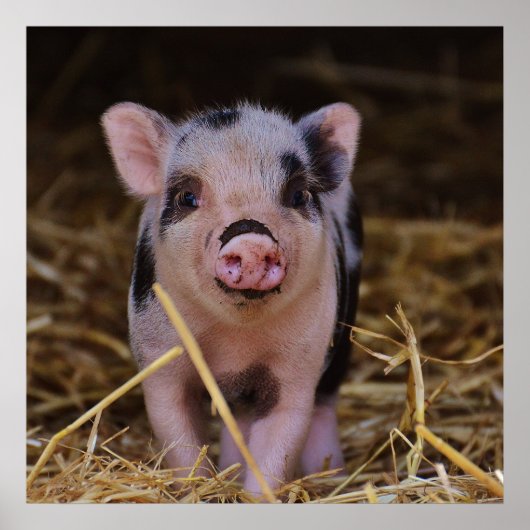 Sweet Cute Pig Poster (Voorkant)