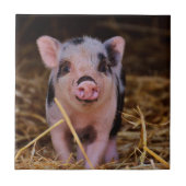 Sweet Cute Pig Tegeltje (Voorkant)