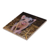 Sweet Cute Pig Tegeltje (Zijkant)
