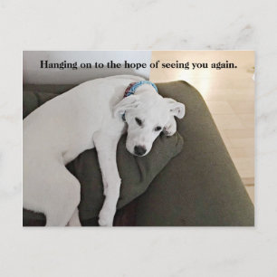 Sweet Cute White Puppy Dog hangen op groen Briefkaart
