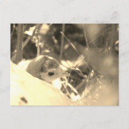 Sweet Dedication - Briefkaart