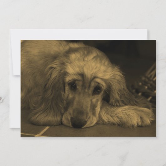 Sweet Dog - Golden Retriever in Sepia Tones Kaart (Voorkant)