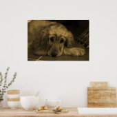 Sweet Dog - Golden Retriever in Sepia Tones Poster (Keuken)