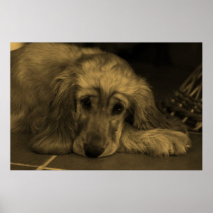 Sweet Dog - Golden Retriever in Sepia Tones Poster