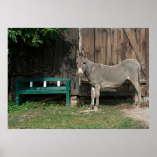Sweet Donkey in de tuin Poster