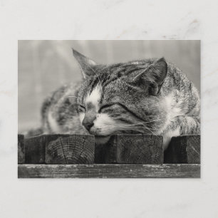 Sweet Dream Briefkaart