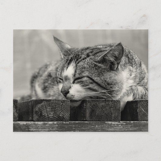 Sweet Dream Briefkaart (Voorkant)