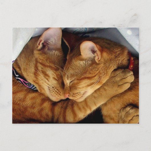 Sweet Dreams Briefkaart (Voorkant)