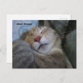 sweet dreams cat taking her nap postcard briefkaart (Voorkant / Achterkant)