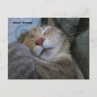 sweet dreams cat taking her nap postcard briefkaart