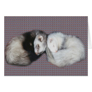 Sweet Dreams Ferret