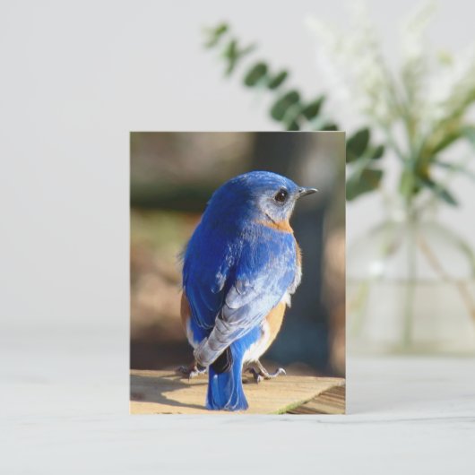 Sweet Eastern Bluebird Briefkaart (Staand voorkant)