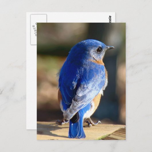 Sweet Eastern Bluebird Briefkaart (Voorkant / Achterkant)