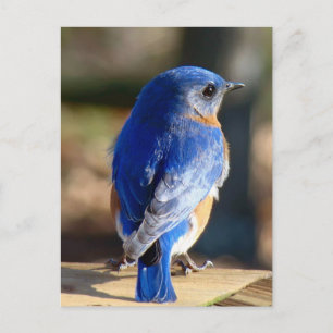 Sweet Eastern Bluebird Briefkaart