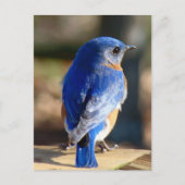 Sweet Eastern Bluebird Briefkaart (Voorkant)