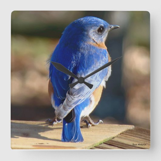 Sweet Eastern Bluebird Vierkante Klok (Voorkant)