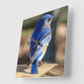 Sweet Eastern Bluebird Vierkante Klok (Hoek)