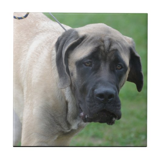 Sweet English Mastiff Tegeltje (Voorkant)