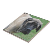 Sweet English Mastiff Tegeltje (Zijkant)