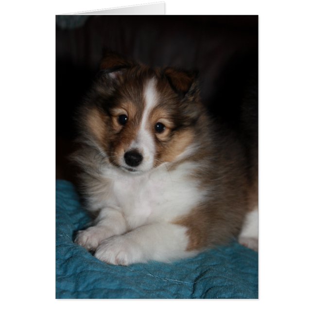 Sweet Face Sheltie (Shetland Sheepdog) Puppy (Voorkant)