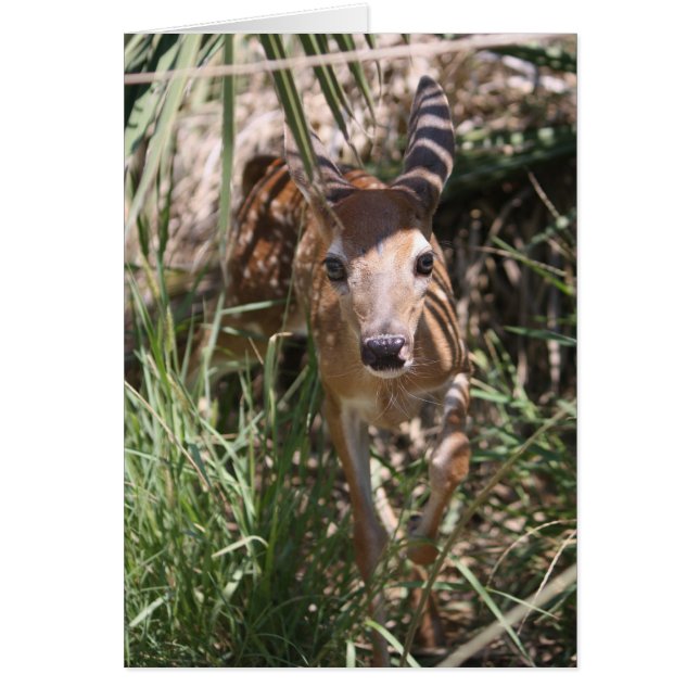Sweet Fawn (Voorkant)