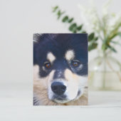Sweet Fins Briefkaart Lapphund (Staand voorkant)