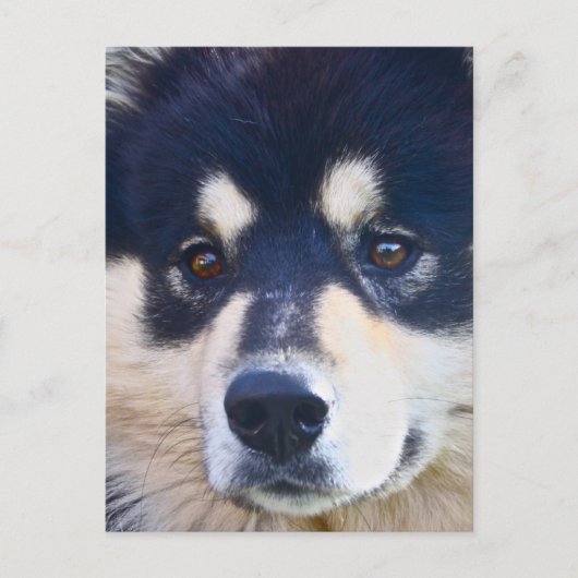 Sweet Fins Briefkaart Lapphund (Voorkant)