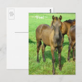 Sweet Foal Briefkaart (Voorkant / Achterkant)