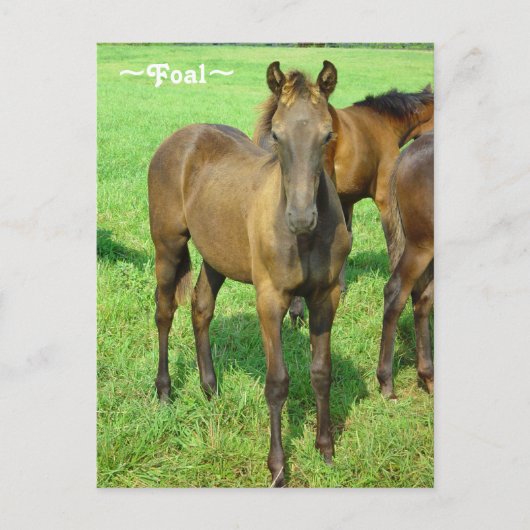 Sweet Foal Briefkaart (Voorkant)