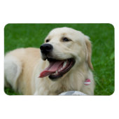Sweet Friendly Labrador Magneet (Horizontaal)