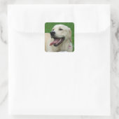 Sweet Friendly Labrador Vierkante Sticker (Tas)