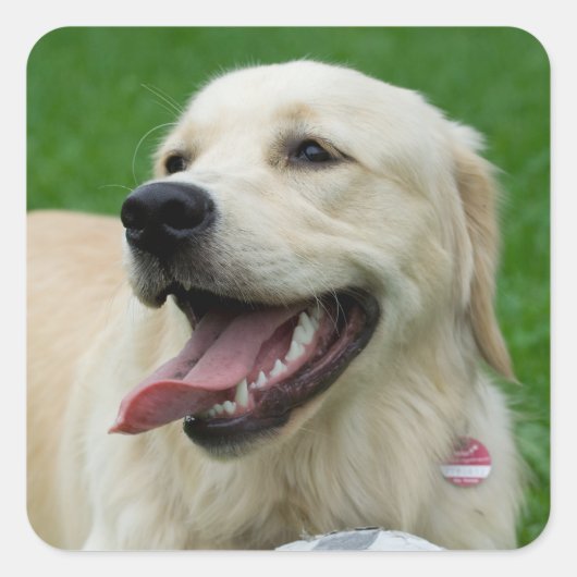 Sweet Friendly Labrador Vierkante Sticker (Voorkant)