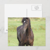 Sweet Friesian Horse Briefkaart (Voorkant / Achterkant)