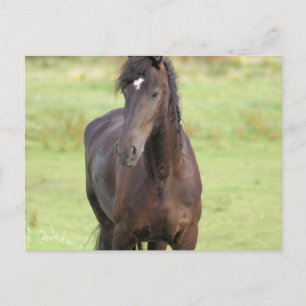 Sweet Friesian Horse Briefkaart