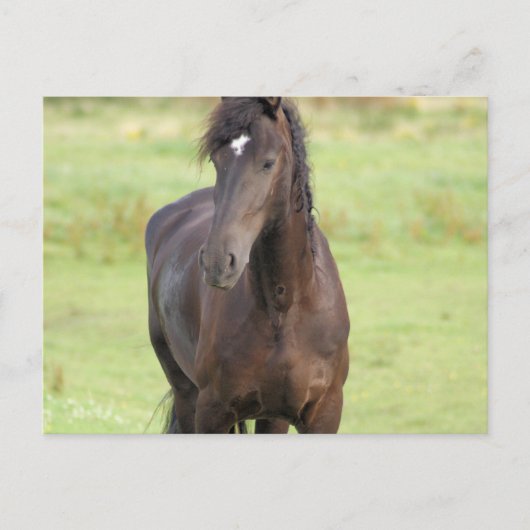 Sweet Friesian Horse Briefkaart (Voorkant)