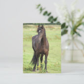 Sweet Friesian Horse Briefkaart (Staand voorkant)