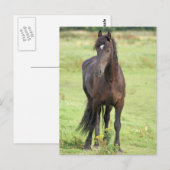 Sweet Friesian Horse Briefkaart (Voorkant / Achterkant)