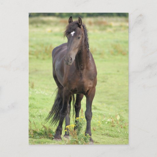 Sweet Friesian Horse Briefkaart (Voorkant)