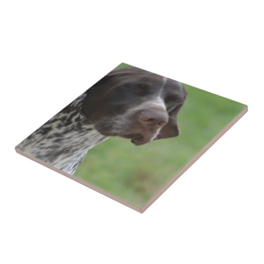 Sweet German Shorthaired Pointer Tegeltje (Zijkant)